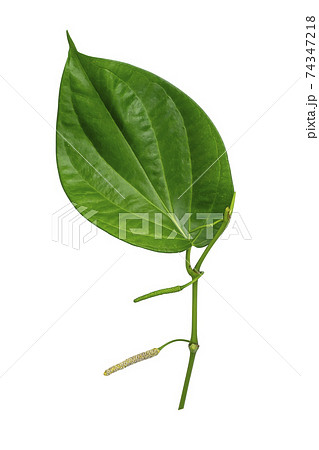 Close up of Wildbetal Leafbush leaves on white background. 74347218