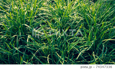 Green leek leaves in growth at vegetable garden Green leek leaves in growth at vegetable garden 74347336