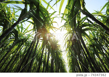 Sugarcane plants growing at field Sugarcane plants growing at field 74347362