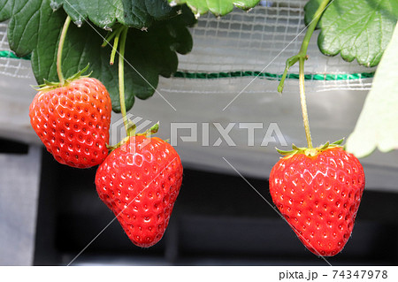 いちご狩り あきひめ 章姫(兵庫県 加古川市 志方町) いちご狩り あきひめ 章姫(兵庫県 加古川市 志方町) 74347978