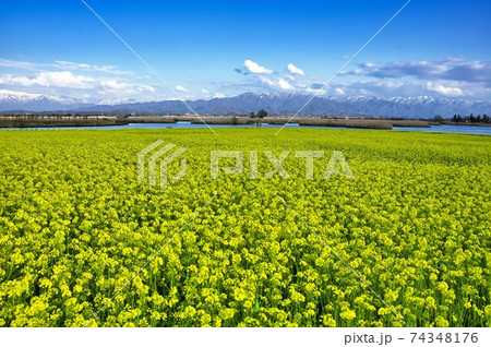 早春の福島潟と菜の花畑 74348176
