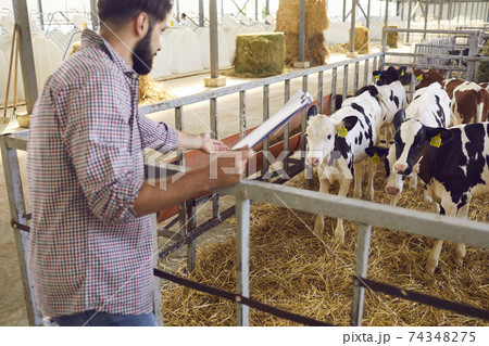 Young man farmer or farm owner standing with documants and communicating with cows Young man farmer or farm owner standing with documants and communicating with cows 74348275