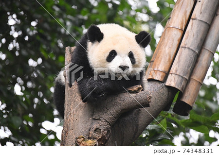 木の上の赤ちゃんパンダの写真素材