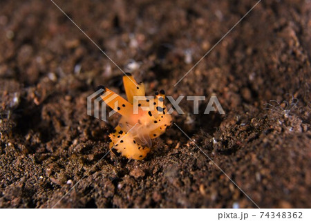 カンナツノザヤウミウシの交接シーン　その① 74348362