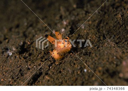 カンナツノザヤウミウシの交接シーン　その④ 74348366