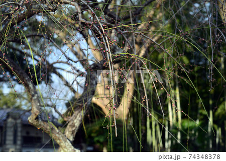 枝垂梅の蕾 74348378