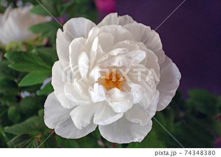 龍蔵寺の寒牡丹 74348380