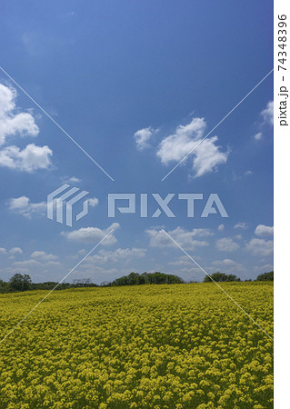 春の青空と菜の花畑 春の青空と菜の花畑 74348396