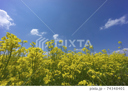 春の青空と菜の花畑 春の青空と菜の花畑 74348401