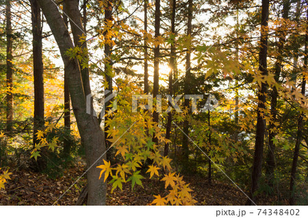 Autumn scene at entrance to Arakura Sengen Shrine, the path leading to the Chureito Pagoda Autumn scene at entrance to Arakura Sengen Shrine, the path leading to the Chureito Pagoda 74348402