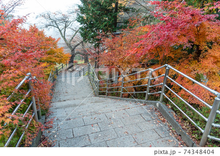 Autumn scene at entrance to Arakura Sengen Shrine, the path leading to the Chureito Pagoda 74348404