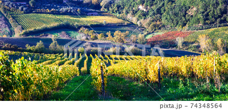 Autumn vineyards of Tuscany, Italy Autumn vineyards of Tuscany, Italy 74348564