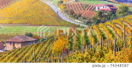 Autumn landscape. Golden vineyards of Piemonte. Italy 74348587