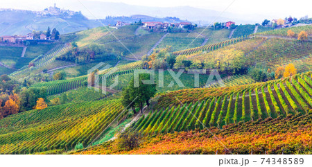 amazing vast plantation of vineyards in Piemonte- famous vine region of Italy 74348589