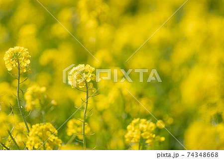 黄色に染まる菜の花畑 74348668