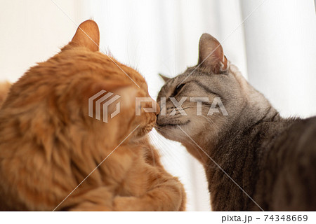 チュッ　見つめ合う二匹の猫 74348669