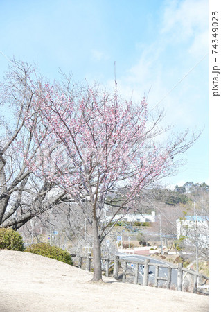 日立紅寒桜 日立紅寒桜 74349023