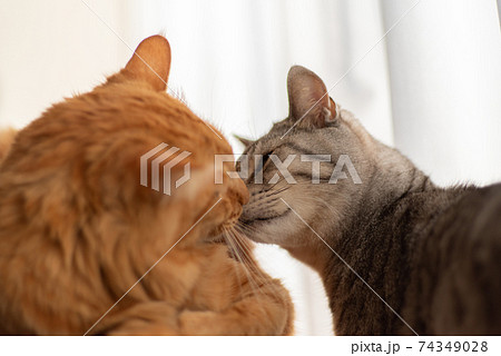 チュッ　見つめ合う二匹の猫 74349028