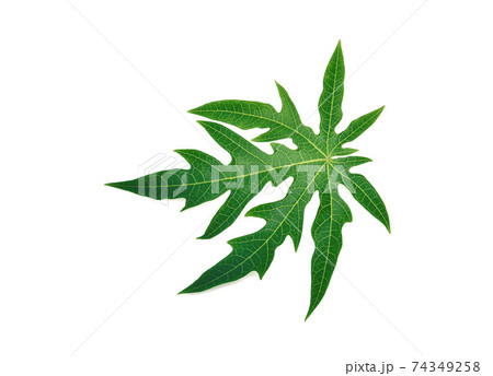 papaya leaf, green papaya leaf isolated on the white background 74349258
