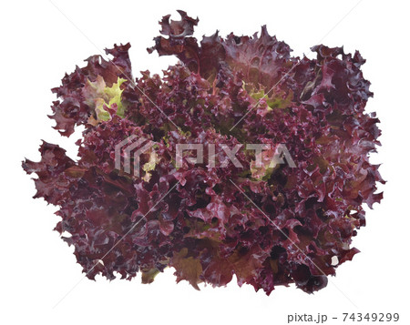 red oak leaf lettuce on a white background 74349299