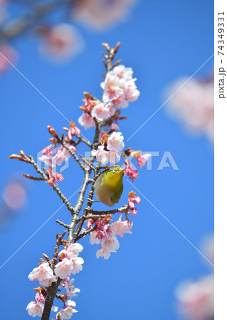 メジロと寒桜 メジロと寒桜 74349331