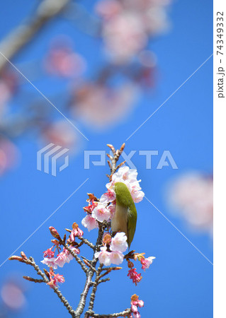メジロと寒桜 メジロと寒桜 74349332