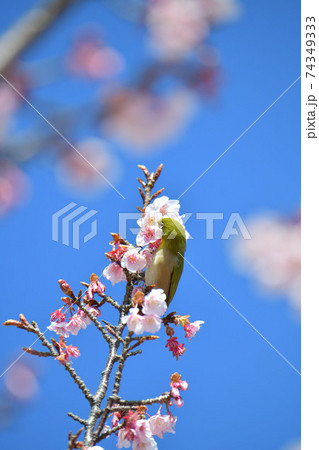 メジロと寒桜 メジロと寒桜 74349333