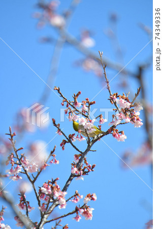 メジロと寒桜 メジロと寒桜 74349336