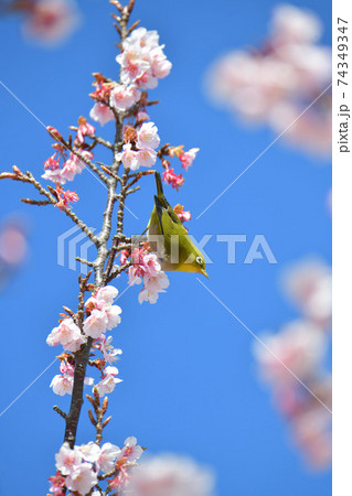 メジロと寒桜 メジロと寒桜 74349347