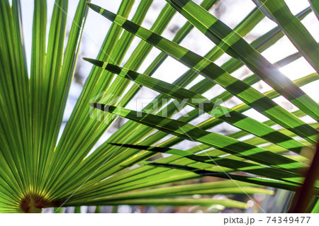 シュロの葉 74349477