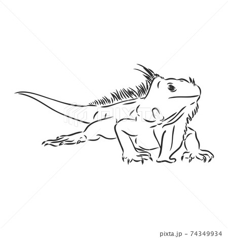 Sketch Of Iguana Hand Drawn Illustration のイラスト素材