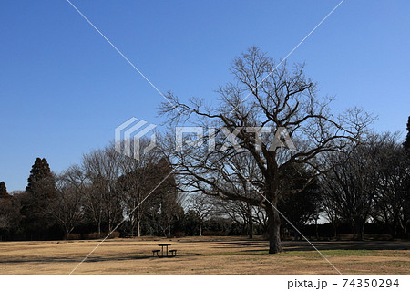 公園の木 公園の木 74350294