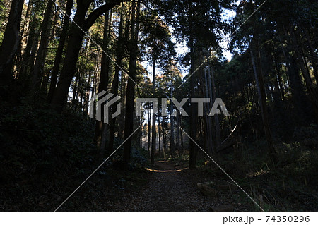 公園の木 74350296