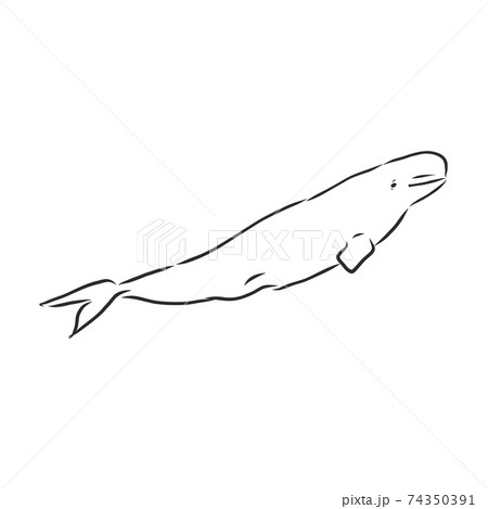 Hand Drawn Vector Beluga Whale Sketch のイラスト素材