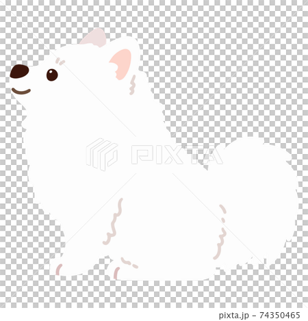 Illustration of a simple and cute white spitz sitting sideways without a main line 74350465