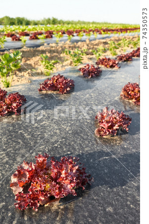 Organic vegetable farm field with patches covered with plastic mulch at sunset. 74350573
