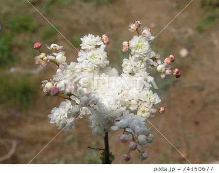 シモツケソウ 74350677