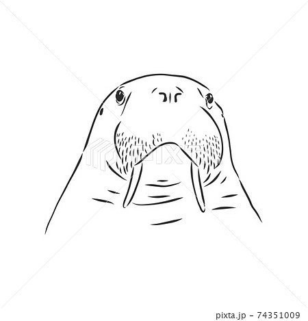 Sketch of a walrus. Hand drawn illustration converted to vector. walrus vector sketch illustration 74351009
