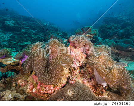 センジュイソギンチャク (メルギー諸島、ミャンマー) 74351166