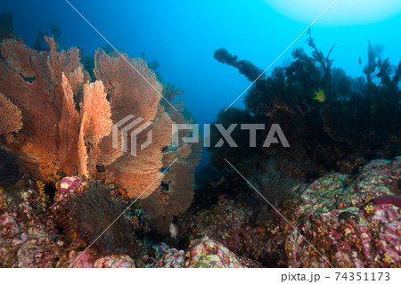 巨大なウミウチワの群生地 (メルギー諸島、ミャンマー) 74351173