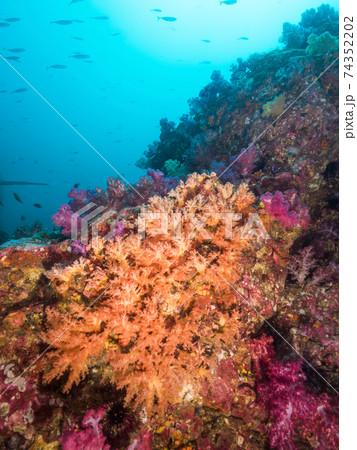 色とりどりのソフトコーラルが群生する岩 (メルギー諸島、ミャンマー) 74352202