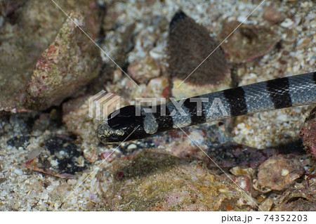 アオマダラウミヘビの頭部 (メルギー諸島、ミャンマー) 74352203