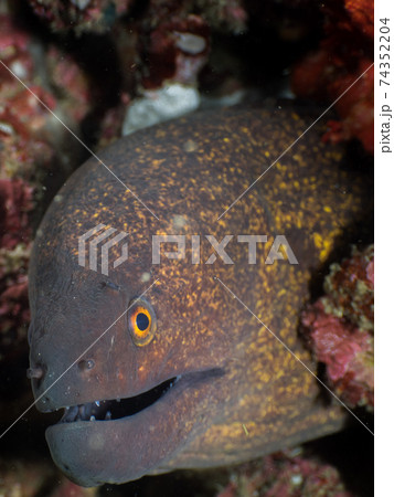 ゴマウツボの顔 (メルギー諸島、ミャンマー) 74352204