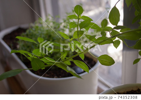 Thyme sprouts and basil growing inside an apartment Thyme sprouts and basil growing inside an apartment 74352308
