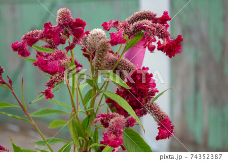 Celosia argentea flower, full of new flowers 74352387