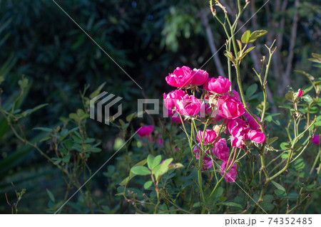 Group of small rose flowers yet in the stalk 74352485