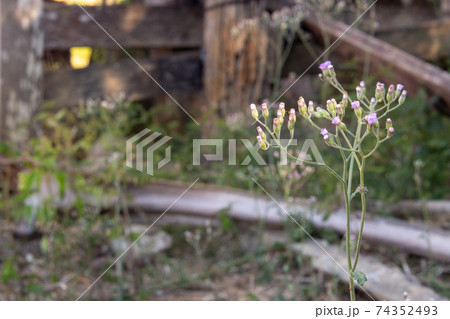 Very small flowers growing on thin stalks on a farm 74352493