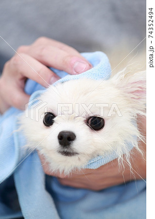 愛犬ポメラニアンのシャンプー後にタオルで水を拭き取る男性 愛犬ポメラニアンのシャンプー後にタオルで水を拭き取る男性 74352494