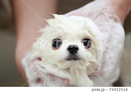 バスルームで愛犬ポメラニアンをシャンプーして清潔を保つ男性 74352516