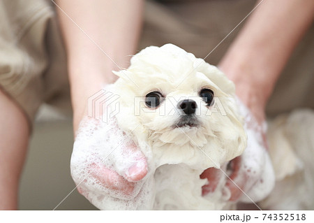 バスルームで愛犬ポメラニアンをシャンプーして清潔を保つ男性 バスルームで愛犬ポメラニアンをシャンプーして清潔を保つ男性 74352518